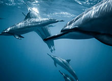 U21与CUBAL对抗赛精彩瞬间：浙江广厦连宇三分命中